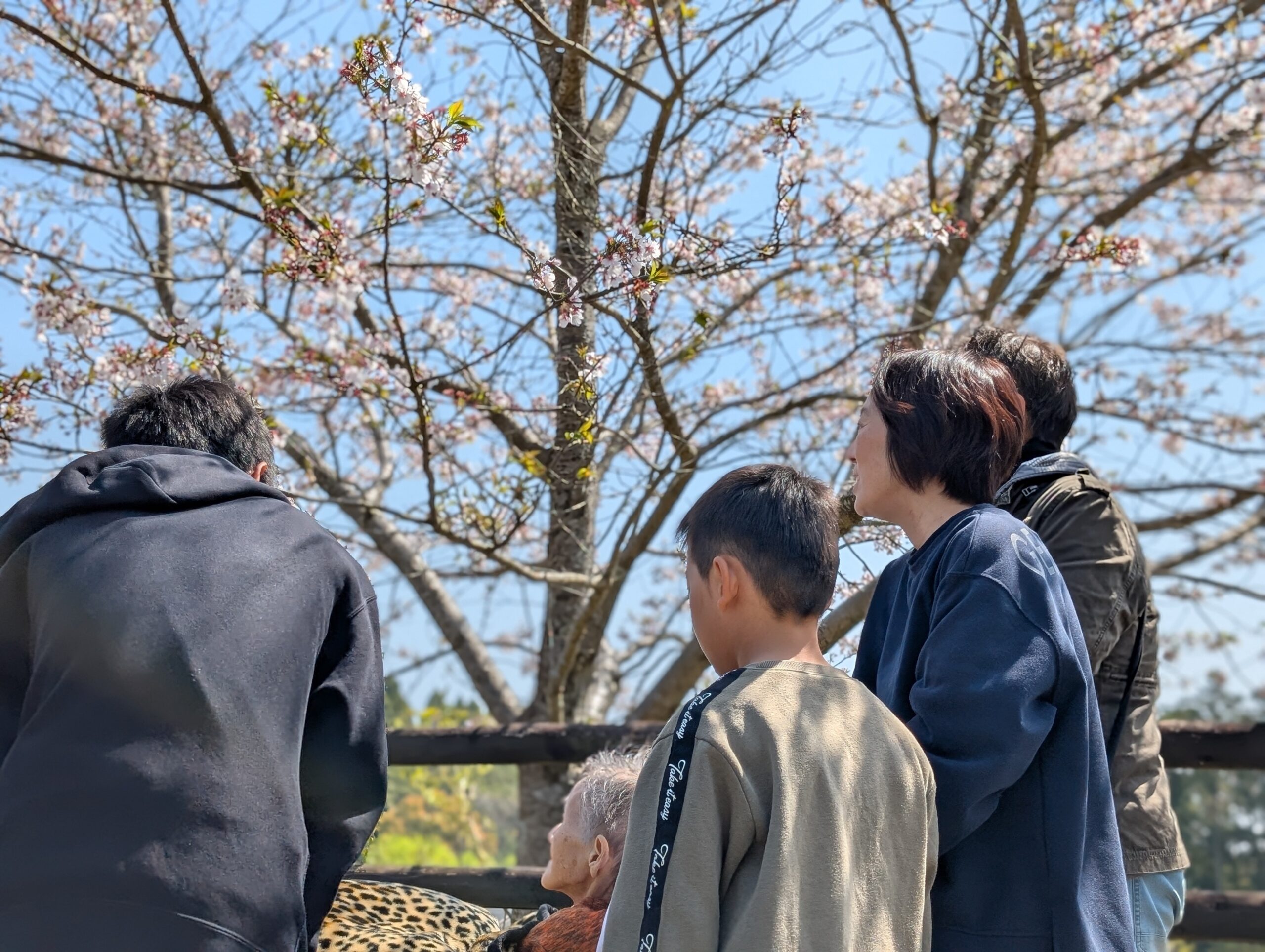 お花見に行ってきました🌸✨
